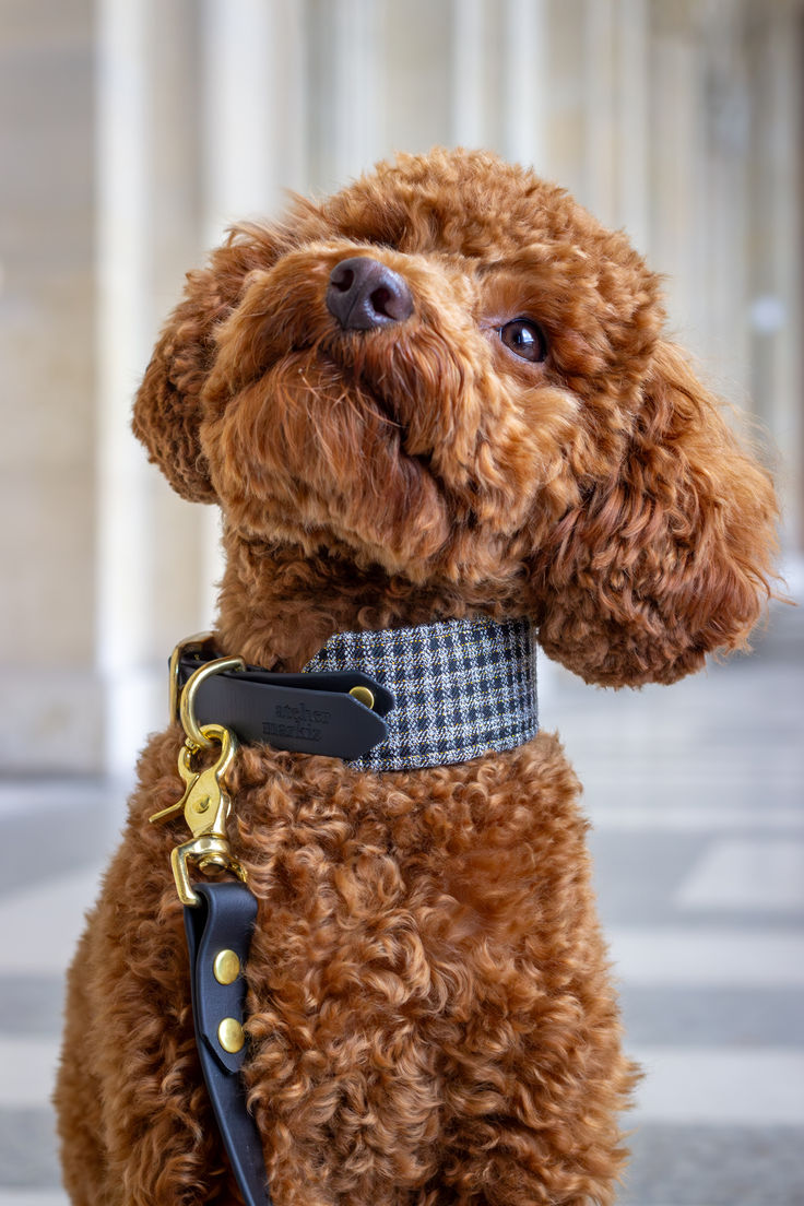 Site de ventes de chiens 